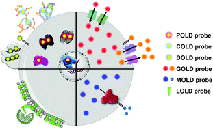Graphical abstract: Fluorescent probe strategy for live cell distinction