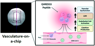 Graphical abstract: Vasculature-on-a-chip platform with innate immunity enables identification of angiopoietin-1 derived peptide as a therapeutic for SARS-CoV-2 induced inflammation