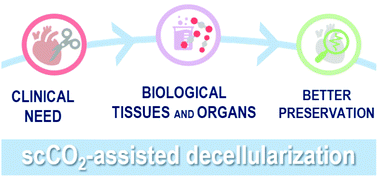 Graphical abstract: Contributions of supercritical fluid technology for advancing decellularization and postprocessing of viable biological materials