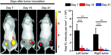 Graphical abstract: Passive cancer targeting with a viral nanoparticle depends on the stage of tumorigenesis