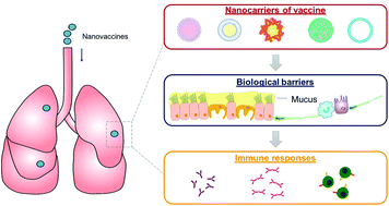 Graphical abstract: Pulmonary delivery of mucosal nanovaccines