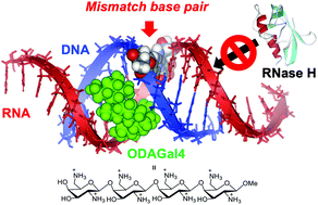 Graphical abstract: Inhibition of off-target cleavage by RNase H using an artificial cationic oligosaccharide