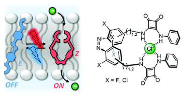 Graphical abstract: Red-shifted tetra-ortho-halo-azobenzenes for photo-regulated transmembrane anion transport