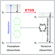 Graphical abstract: A unified fluorescence quenching mechanism of tetrazine-based fluorogenic dyes: energy transfer to a dark state