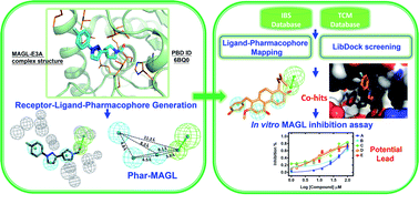 Graphical abstract: Discovery of 8-prenylnaringenin from hop (Humulus lupulus L.) as a potent monoacylglycerol lipase inhibitor for treatments of neuroinflammation and Alzheimer's disease