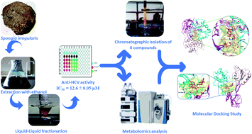 Graphical abstract: NS3 helicase inhibitory potential of the marine sponge Spongia irregularis