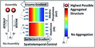 Graphical abstract: Spatiotemporal dynamics of self-assembled structures in enzymatically induced agonistic and antagonistic conditions