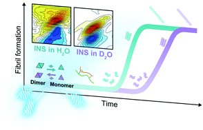 Graphical abstract: Direct observation of protein structural transitions through entire amyloid aggregation processes in water using 2D-IR spectroscopy