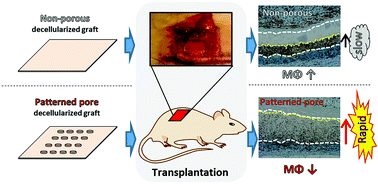 Graphical abstract: Accelerated tissue regeneration in decellularized vascular grafts with a patterned pore structure