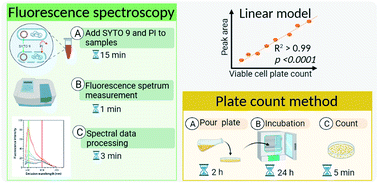 Graphical abstract: Novel fluorescence-based method for rapid quantification of live bacteria in river water and treated wastewater