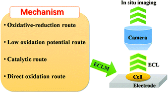 Graphical abstract: Recent progress in electrochemiluminescence microscopy analysis of single cells