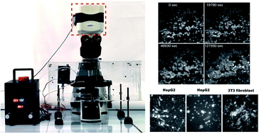 Graphical abstract: Continuous live cell imaging using dark field microscopy