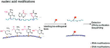 Graphical abstract: Labeling and sequencing nucleic acid modifications using bio-orthogonal tools