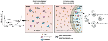 Graphical abstract: A model-informed method to retrieve intrinsic from apparent cooperativity and project cellular target occupancy for ternary complex-forming compounds