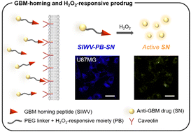 Graphical abstract: SIWV tetrapeptide and ROS-responsive prodrug conjugate for advanced glioblastoma therapy