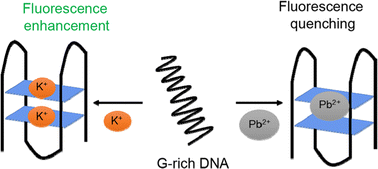 Graphical abstract: Probing metal-dependent G-quadruplexes using the intrinsic fluorescence of DNA