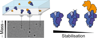 Graphical abstract: Mass photometry reveals SARS-CoV-2 spike stabilisation to impede ACE2 binding through altered conformational dynamics