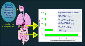 Graphical abstract: The fate of inhaled uranium-containing particles upon clearance to gastrointestinal tract