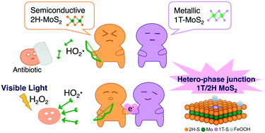 Graphical abstract: Emerging investigator series: hetero-phase junction 1T/2H-MoS2 nanosheets decorated by FeOOH nanoparticles for enhanced visible light photo-Fenton degradation of antibiotics