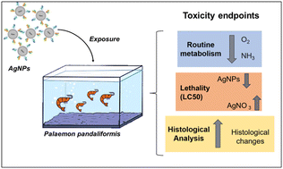Graphical abstract: Study of routine metabolism and acute toxicity of mycogenic silver nanoparticles on Palaemon pandaliformis (shrimp)