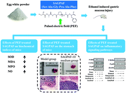 Graphical abstract: Mechanism of Ser-Ala-Gly-Pro-Ala-Phe treatment with a pulsed electric field to improve ethanol-induced gastric mucosa injury in mice