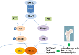 Graphical abstract: Purple tea water extract blocks RANKL-induced osteoclastogenesis through modulation of Akt/GSK3β and Blimp1-Irf8 pathways