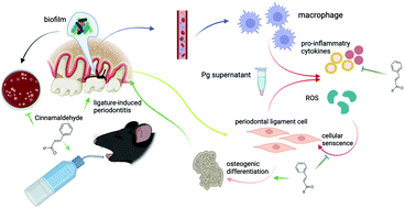 Graphical abstract: Cinnamaldehyde protects against ligature-induced periodontitis through the inhibition of microbial accumulation and inflammatory responses of host immune cells