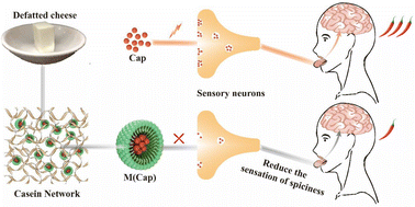 Graphical abstract: The stability and spicy taste masking effect of capsaicin loaded α-lactalbumin micelles formulated in defatted cheese
