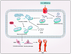 Graphical abstract: Iron deficiency exacerbates aortic medial degeneration by inducing excessive mitochondrial fission