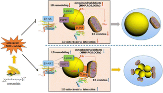 Graphical abstract: Zeaxanthin remodels cytoplasmic lipid droplets via β3-adrenergic receptor signaling and enhances perilipin 5-mediated lipid droplet–mitochondrion interactions in adipocytes