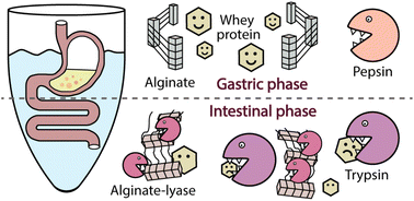 Graphical abstract: Simulated gastrointestinal digestion of protein alginate complexes: effects of whey protein cross-linking and the composition and degradation of alginate