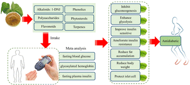 Graphical abstract: Effect of mulberry leaf or mulberry leaf extract on glycemic traits: a systematic review and meta-analysis