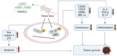Graphical abstract: Anti-tumor effect of infant-derived Enterococcus via the inhibition of proliferation and inflammation as well as the promotion of apoptosis