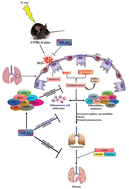 Graphical abstract: Amomum subulatum mitigates experimental thoracic radiation-induced lung injury by regulating antioxidant status and inflammatory responses