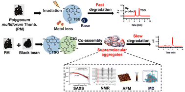 Graphical abstract: Enhanced TSG stability through co-assembly with C3G: the mechanism behind processing Polygonum multiflorum Thunb with black beans via supramolecular analysis