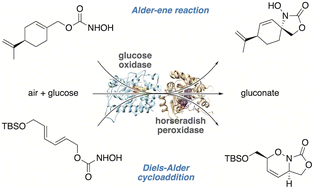 Graphical abstract: Peroxidase-induced C–N bond formation via nitroso ene and Diels–Alder reactions