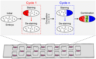 Graphical abstract: An integrated microfluidic device for multiplexed imaging of spatial gene expression patterns of Drosophila embryos