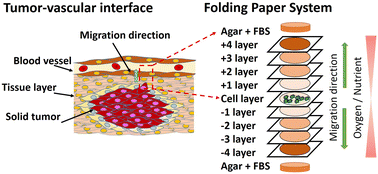 Graphical abstract: Cell marathon: long-distance cell migration and metastasis-associated gene analysis using a folding paper system