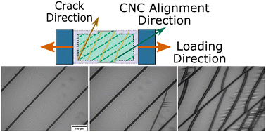 Graphical abstract: Particle alignment effects on mechanical properties of cellulose nanocrystal thin films