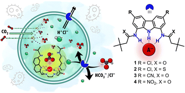 Graphical abstract: Dissecting transmembrane bicarbonate transport by 1,8-di(thio)amidocarbazoles