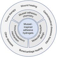 Graphical abstract: Mussel-inspired adhesive hydrogels for local immunomodulation