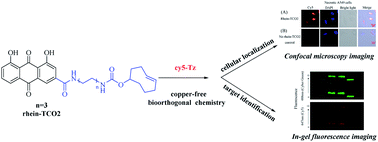 Graphical abstract: Target identification and occupancy measurement of necrosis avid agent rhein using bioorthogonal chemistry-enabling probes