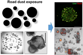 Graphical abstract: Induction of toxicity in human colon cells and organoids by size- and composition-dependent road dust