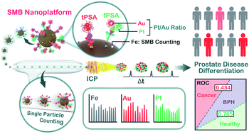 Graphical abstract: Standard-free single magnetic bead evaluation: a stable nanoplatform for prostate disease differentiation