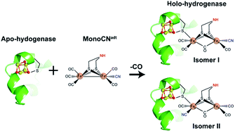 Graphical abstract: Investigating the role of the strong field ligands in [FeFe] hydrogenase: spectroscopic and functional characterization of a semi-synthetic mono-cyanide active site