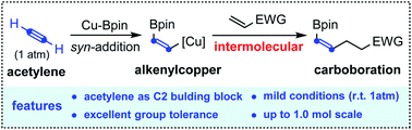 Graphical abstract: Cu-catalyzed carboboration of acetylene with Michael acceptors