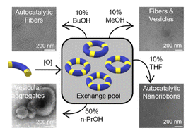 Graphical abstract: Selection of diverse polymorphic structures from a small dynamic molecular network controlled by the environment