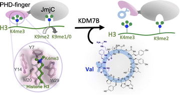 Graphical abstract: Cyclic peptides target the aromatic cage of a PHD-finger reader domain to modulate epigenetic protein function