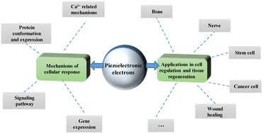 Graphical abstract: Advances in applications of piezoelectronic electrons in cell regulation and tissue regeneration