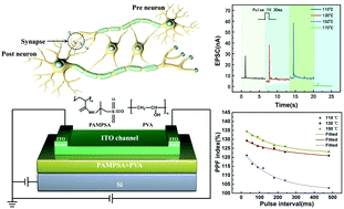 Graphical abstract: Synaptic transistor with tunable synaptic behavior based on a thermo-denatured polar polymer material